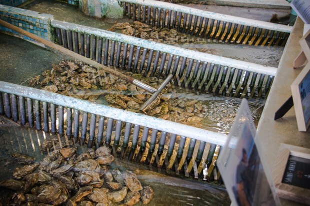 au vivier colleville