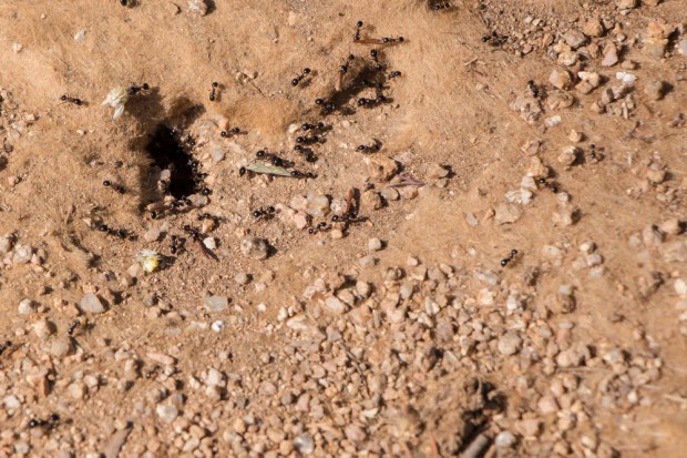 penitencier coti chiavari