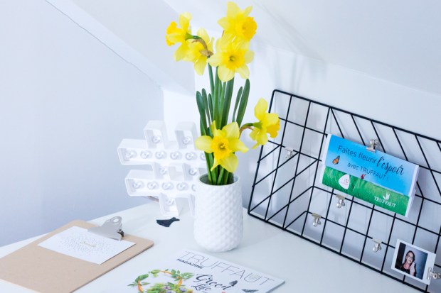 Une Jonquille Pour Curie Truffaut Curie