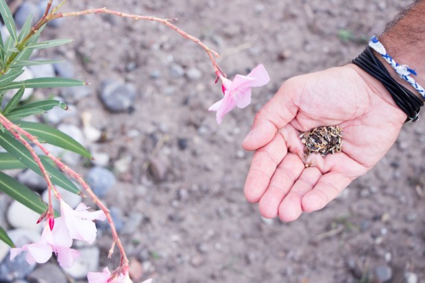 des-fleurs-pour-les-abeilles-truffaut-ofa-plantation-semis