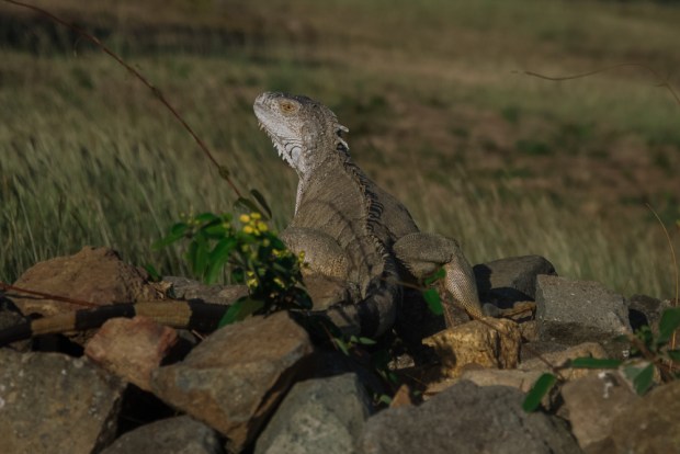 saint-martin-pic-paradis-iguane-nature