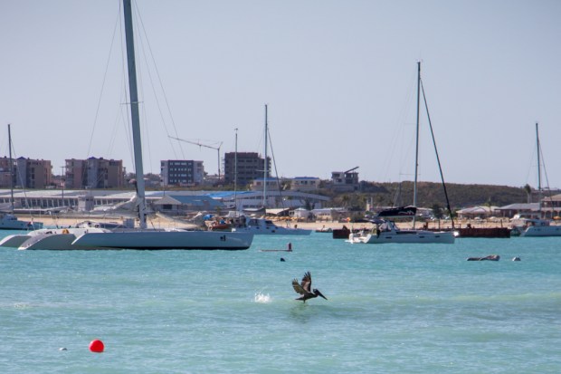 saint-martin-sint-maarten-simpson-bay-pelican